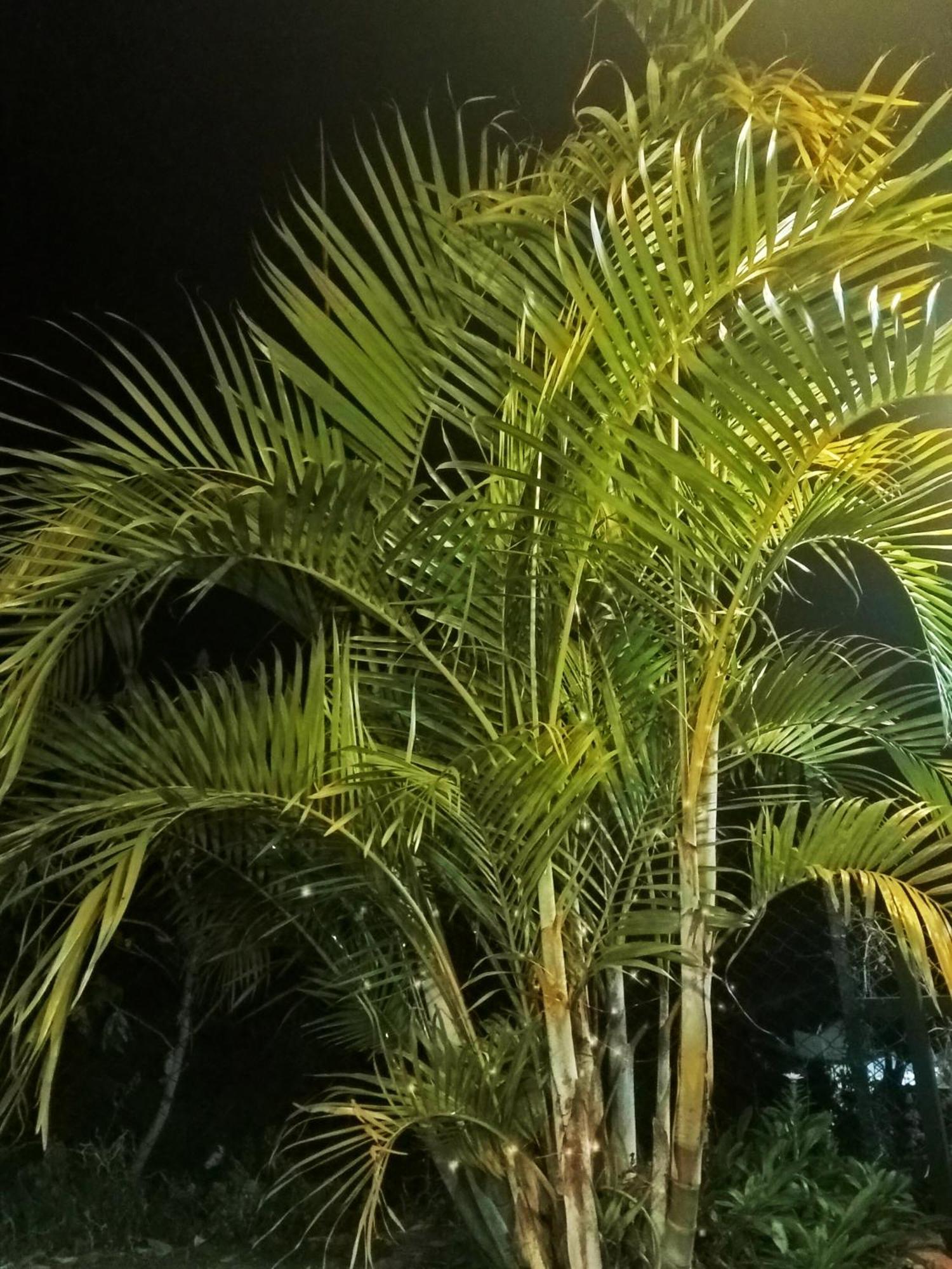 Kodai Vintage Stay كوديكانال المظهر الخارجي الصورة